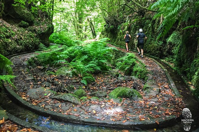 Fanal Ancient Forest Running Tour (Easy-Moderate) - Inclusions and Insurance