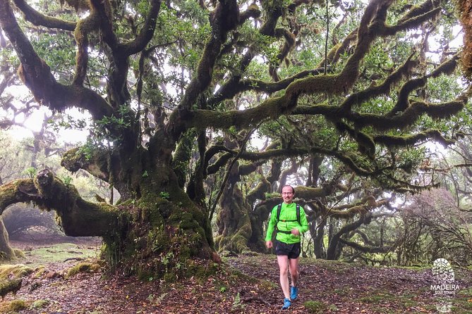 Fanal Ancient Forest Running Tour (Easy-Moderate) - Reviews and Ratings