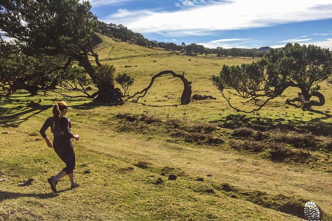 Fanal Ancient Forest Running Tour (Easy-Moderate) - Common Questions