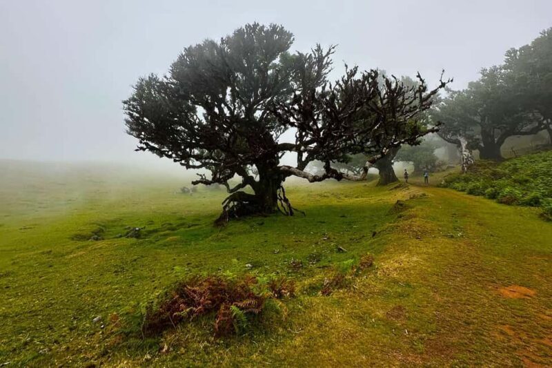 Fanal / Assobiadores - Levada Walk - Good To Know