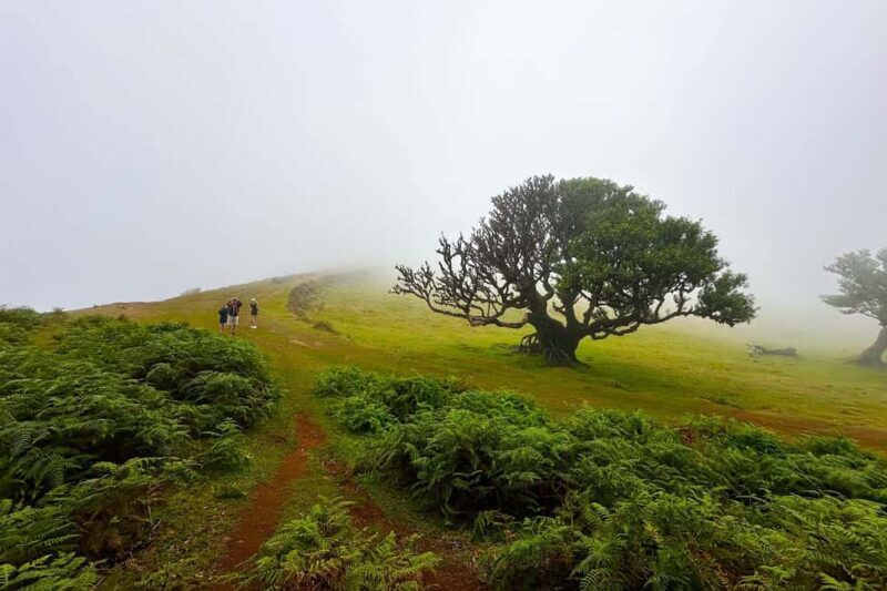 Fanal / Assobiadores - Levada Walk - Introduction: Why This Tour Might Be Perfect for You