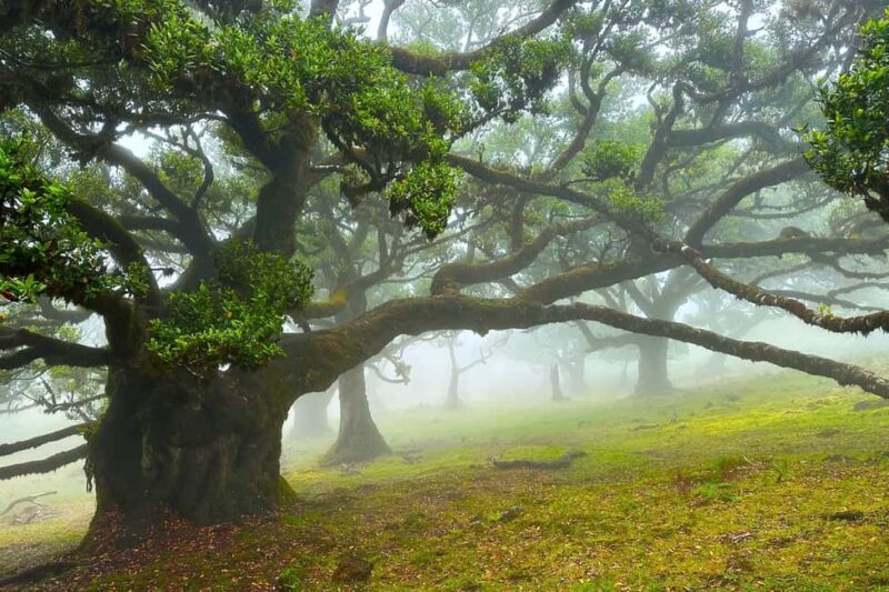 Fanal / Assobiadores - Levada Walk - Who Will Love This Tour?