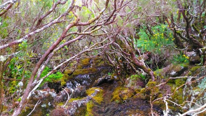Fanal / Assobiadores - Levada Walk - Walk Description