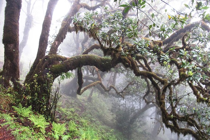 Fanal -Enchanted Forest Private Service - Pricing Options