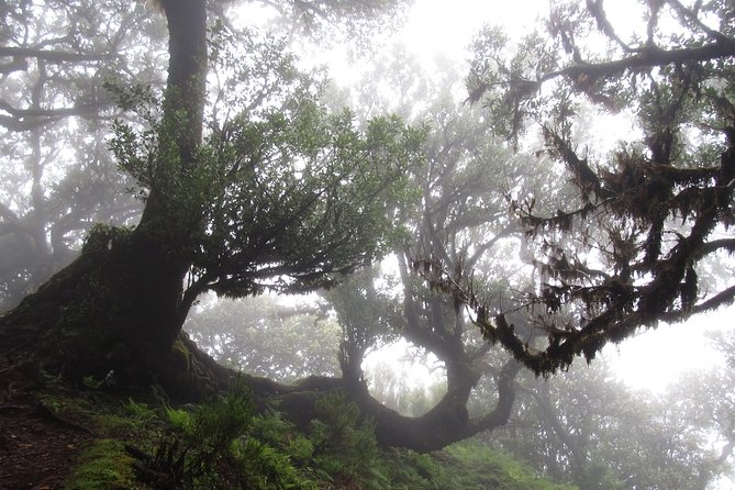 Fanal -Enchanted Forest Private Service - Traveler Reviews