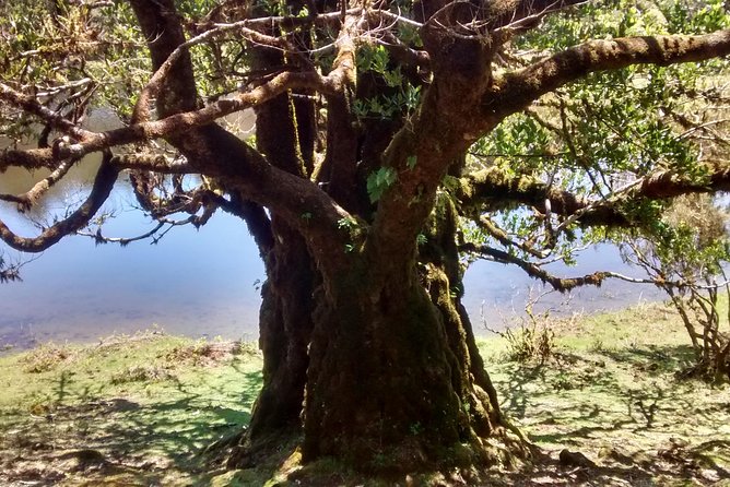 Fanal -Enchanted Forest Private Service - Common Questions