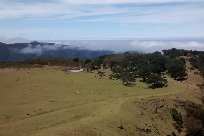 Fanal -Enchanted Forest Private Service - The Sum Up