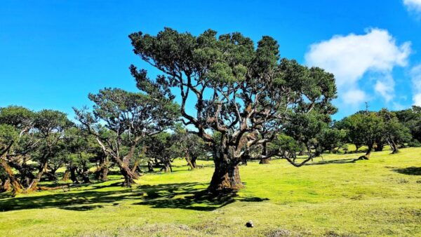 Fanal Forest Exploration Tour Sunset With Food and Drinks - Common Questions