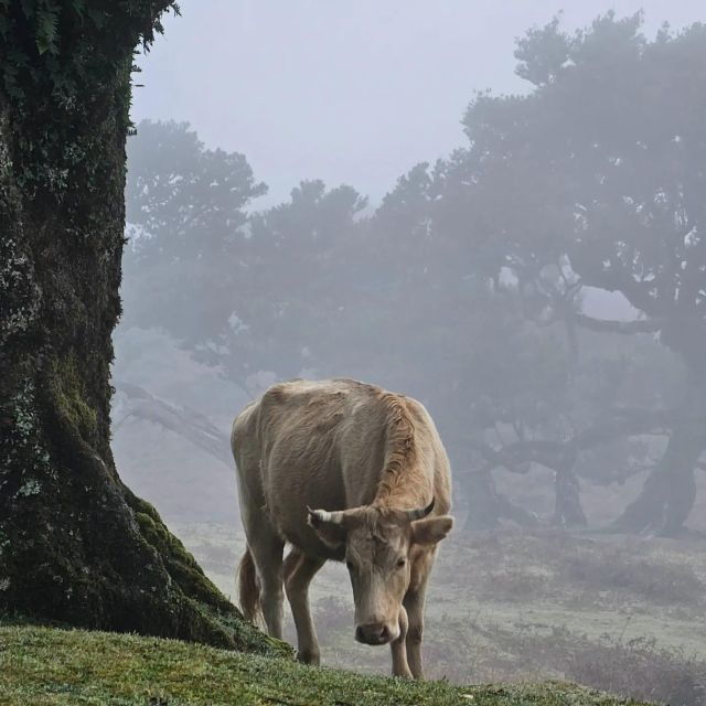 Fanal Tour by Overland Madeira - Activity Description