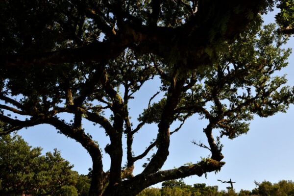 Fanal Tour by Overland Madeira - Customer Reviews