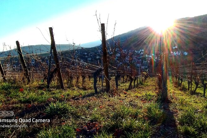 Fantastic, Full Day, Private Wine Tour to Alsace! - Common Questions