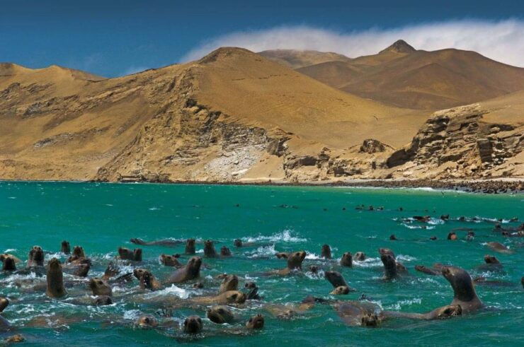 Fantastic Peru Lima- Ica- Cusco, Sacred Valley, 7 Days - Ica-Paracas Exploration
