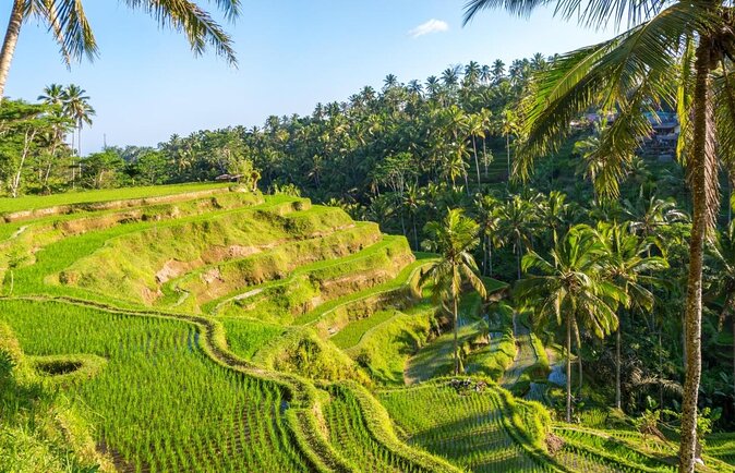 Fantastic Ubud Tour With Jungle Swing - Cancellation Policy