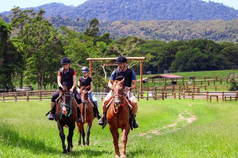 Farm Experience, Quad Biking and Horse Ride in Cairns - Kur Cow at a glance