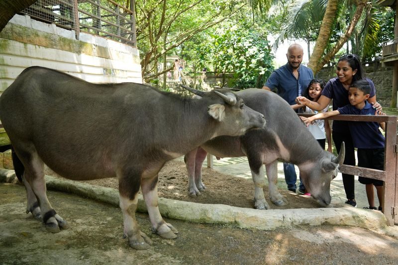 Farm In The City Ticket - What the animal encounters feel like