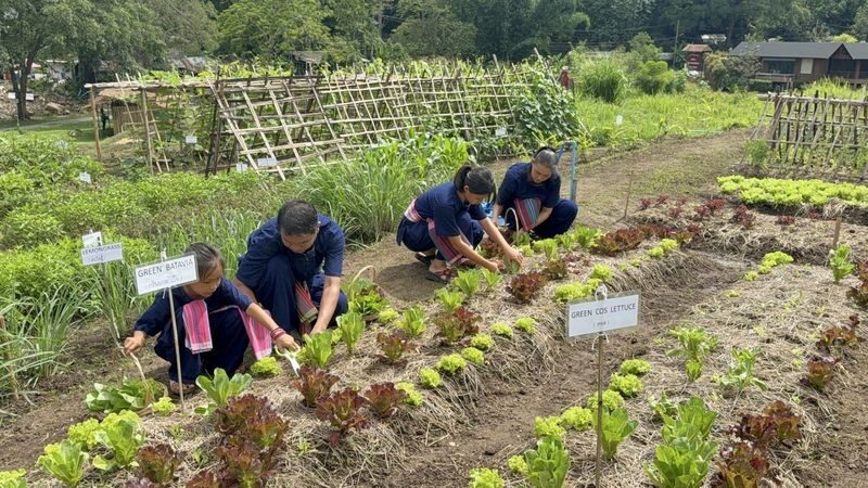 Farm Life Discovery From Soil to Table in Chaing Mai - What to know before you book