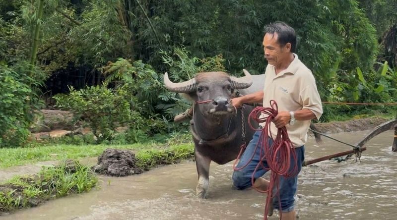 Farm Life Discovery From Soil to Table in Chaing Mai - Meet the chickens and ducks