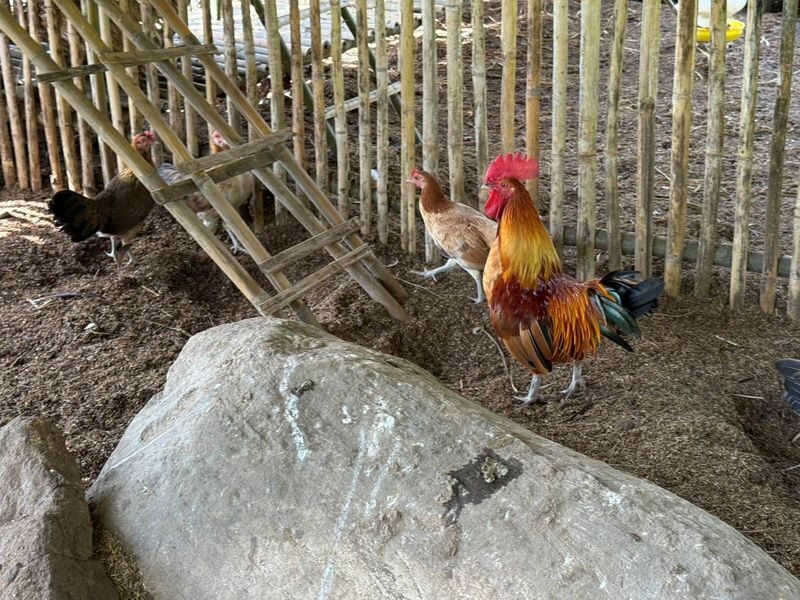Farm Life Discovery From Soil to Table in Chaing Mai - Pickup, packing, and practical details