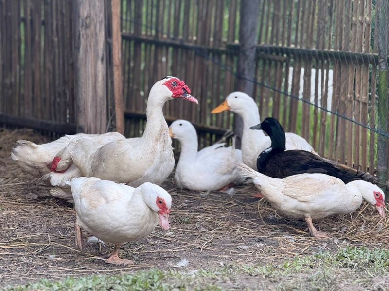 Farm Life Discovery From Soil to Table in Chaing Mai - Who should choose the Mae Rim farm day?