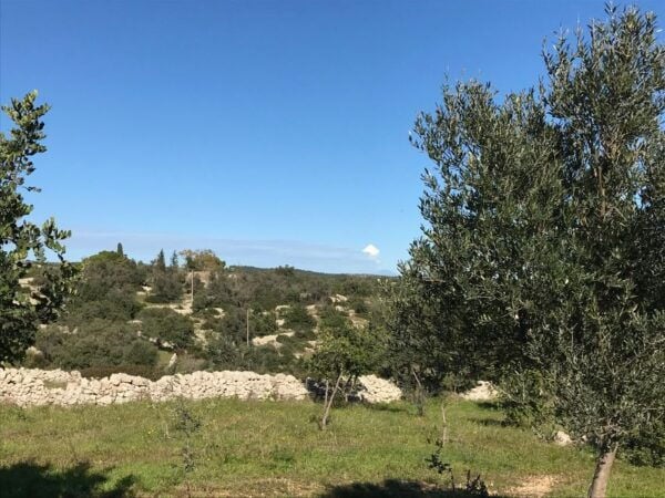Farm to Fork in Sicily Southeast - Cooking Class in a Farm - The Sum Up