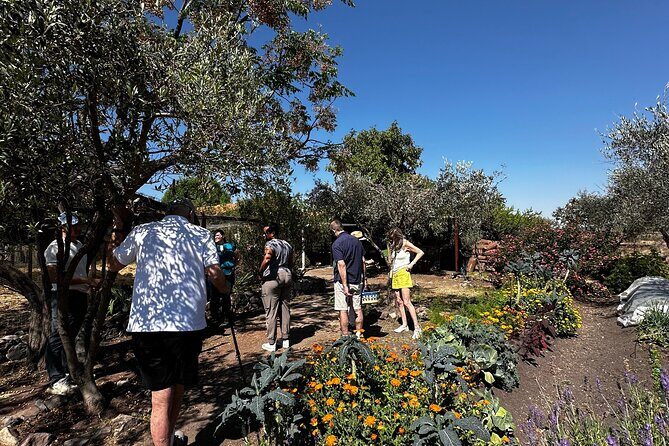 Farm to Table Cooking Experience in San Miguel - Good To Know