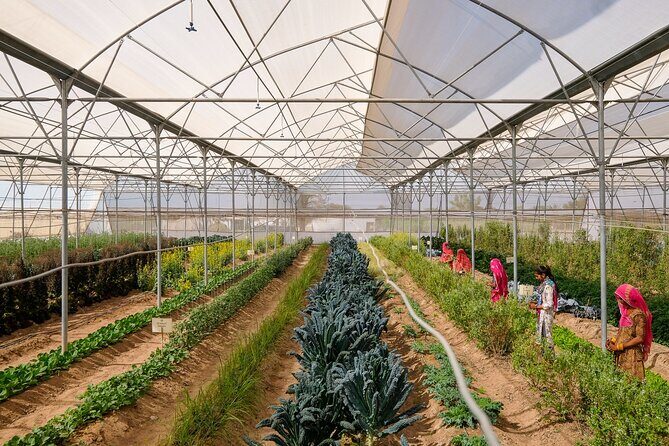 Farm to Table Experience in Jodhpur - Who Should Consider This Tour?