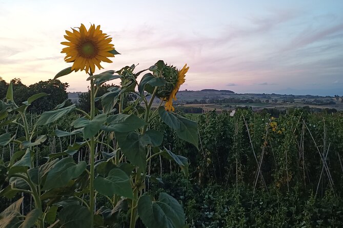 Farm-to-table Food Experience - Food Pairing Experience