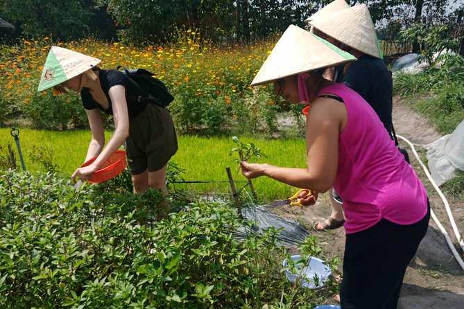 Farm-To-Table Healthy Cooking Class in Ho Chi Minh City - Farm Tour