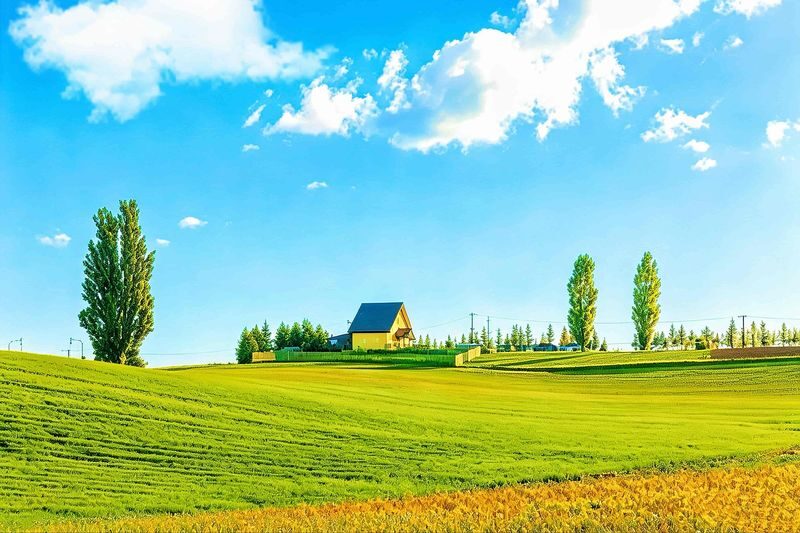 Farm Tomita, Shikisai no Oka, Aoiike: Sapporo Departure Furano Biei 1-Day Tour (Optional All-You-Can-Eat Cantaloupe) - Shikisai no Oka: room to roam among the flowers