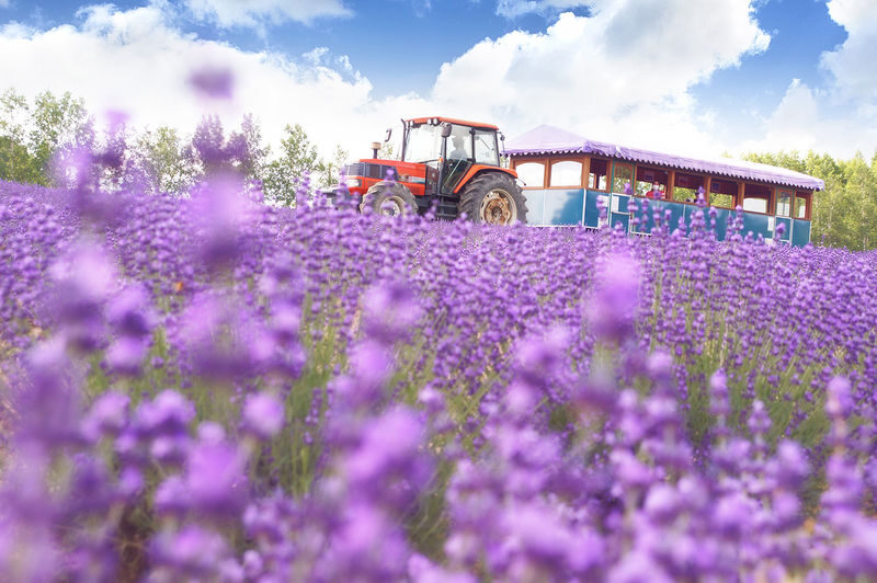 Farm Tomita, Shikisai no Oka, Aoiike: Sapporo Departure Furano Biei 1-Day Tour (Optional All-You-Can-Eat Cantaloupe) - Lunch: decide whether melon is worth the upgrade