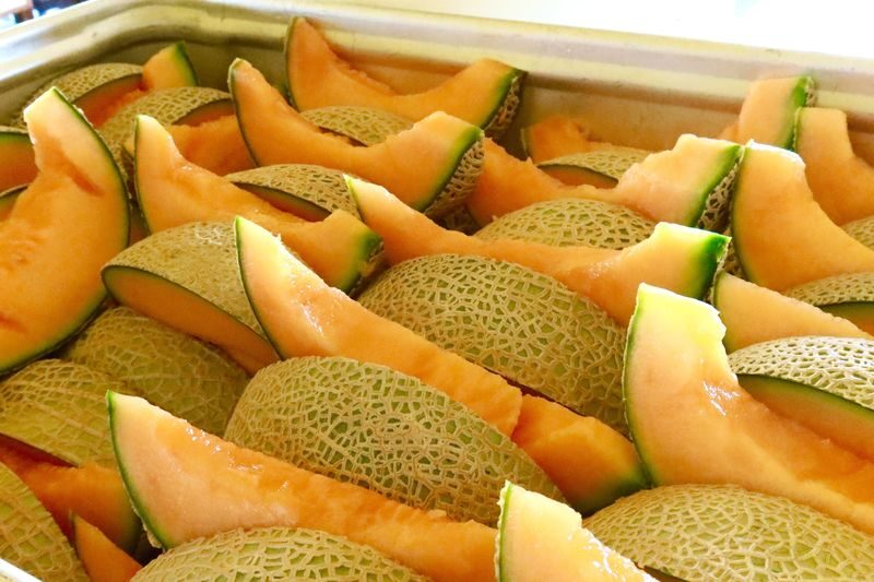 Farm Tomita, Shikisai no Oka, Aoiike: Sapporo Departure Furano Biei 1-Day Tour (Optional All-You-Can-Eat Cantaloupe) - The Biei trees are a view from your seat