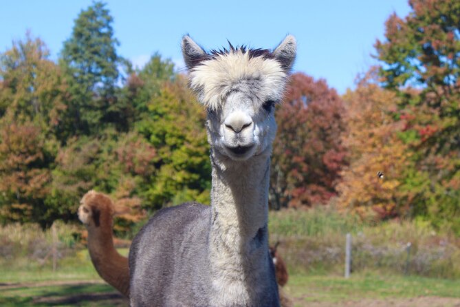 Farm Tour at Clover Brooke Llama/Alpaca/Goat Farm - Tour Overview