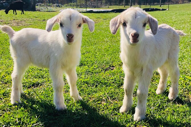 Farm Tour at Clover Brooke Llama/Alpaca/Goat Farm - Farm Animals Encounter