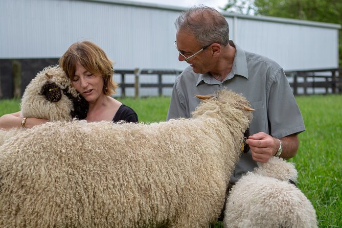 Farm Tour With the Cutest Sheep in the World in Cromwell 9384 - Tour Overview and Details