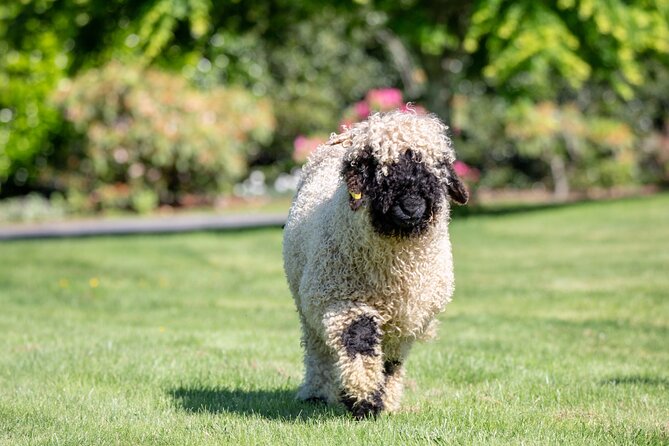 Farm Tour With the Cutest Sheep in the World in Cromwell 9384 - Contact Information