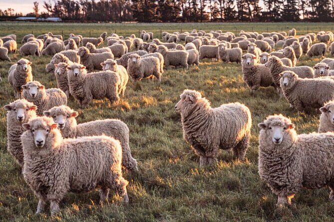 Farm & Wine Experience Fun Experience from Queenstown New Zealand - Good To Know