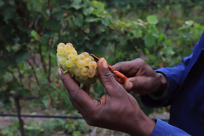 Farmhand Stories: Visit the Home of a Vineyard Worker With a Labour Activist - The Life of a Vineyard Worker