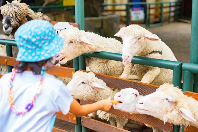 Farmhouse Lembang Ticket in Bandung - Claim your fresh milk