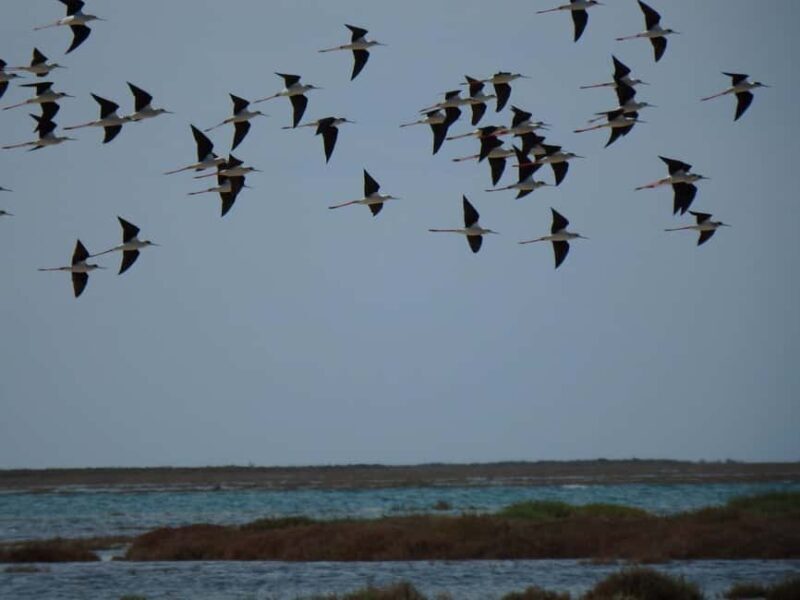 Faro: Boat Tour to Desert Island - Final Word
