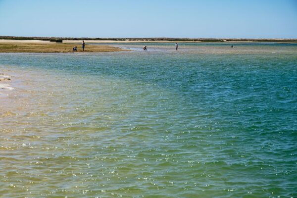 Faro: Deserta Island and Farol Island Catamaran Boat Trip - The Sum Up