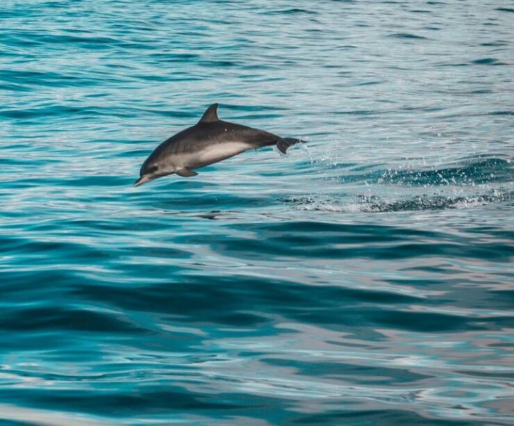 Faro: Dolphin and Marine Life Watching Boat Tour - Tour Highlights