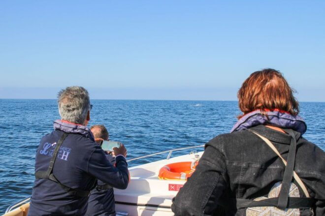 Faro: Dolphin and Marine Life Watching Boat Tour - Tour Experience