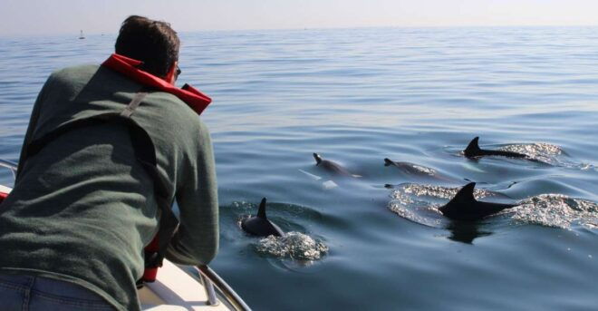 Faro: Dolphin and Marine Life Watching Boat Tour - Important Information
