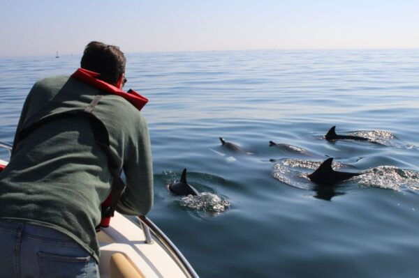 Faro: Dolphin and Marine Life Watching Boat Tour - The Sum Up