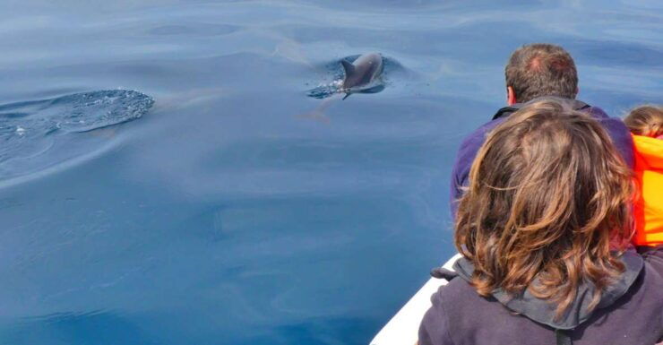 Faro: Dolphin and Wildlife Watching in the Atlantic Ocean - Good To Know
