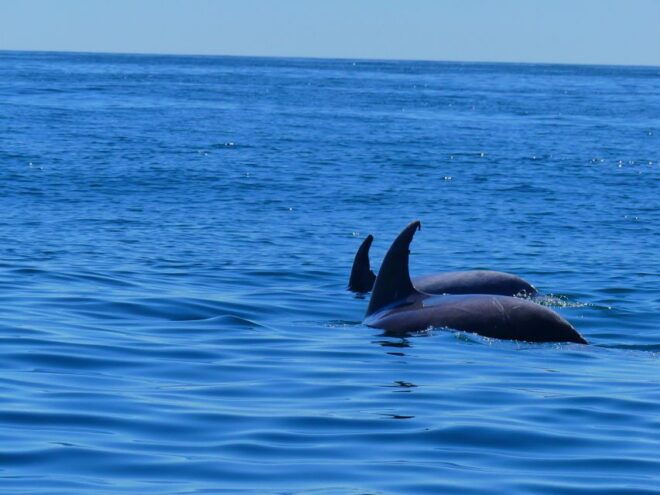 Faro: Dolphin and Wildlife Watching in the Atlantic Ocean - Important Information