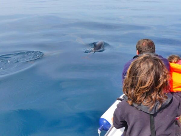 Faro: Dolphin and Wildlife Watching in the Atlantic Ocean - Frequently Asked Questions