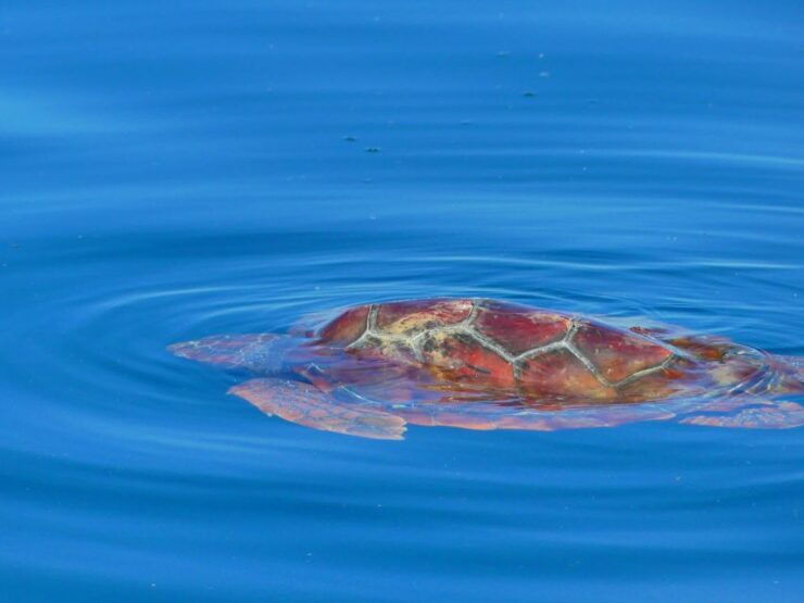 Faro: Dolphin and Wildlife Watching in the Atlantic Ocean - Activity Details
