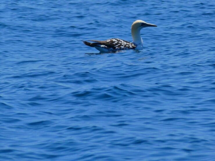 Faro: Dolphin and Wildlife Watching in the Atlantic Ocean - Experience
