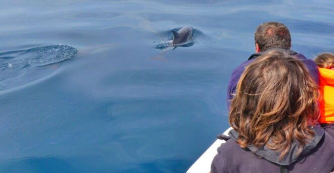Faro: Dolphin and Wildlife Watching in the Atlantic Ocean - Meeting Point
